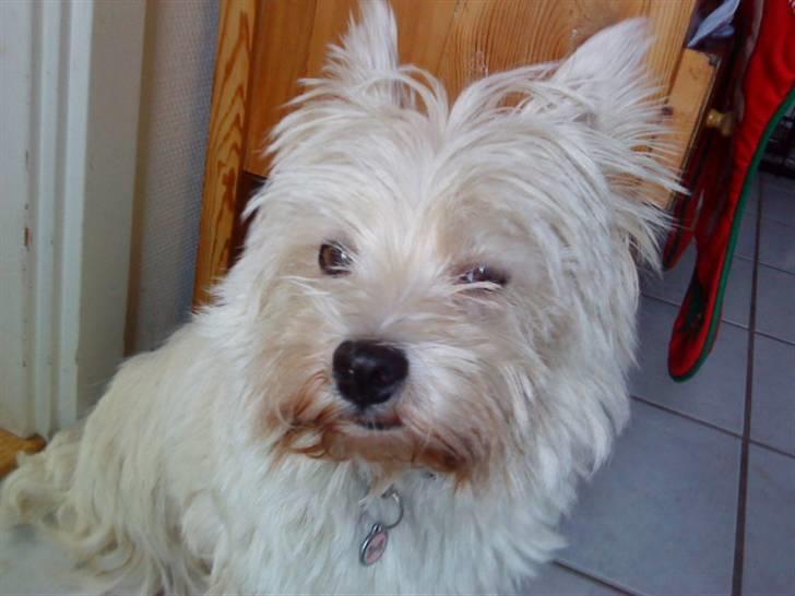 West highland white terrier *Westie White Wilma-Perle - hey hottie billede 5