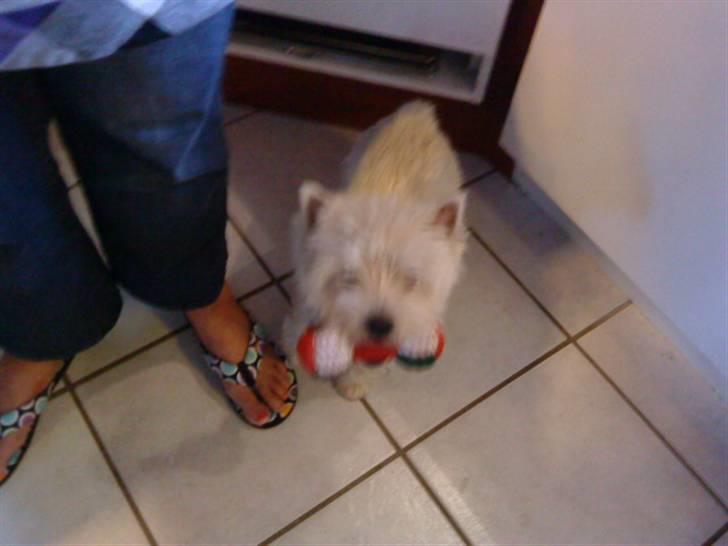 West highland white terrier *Westie White Wilma-Perle - Perle og Pivsen billede 6