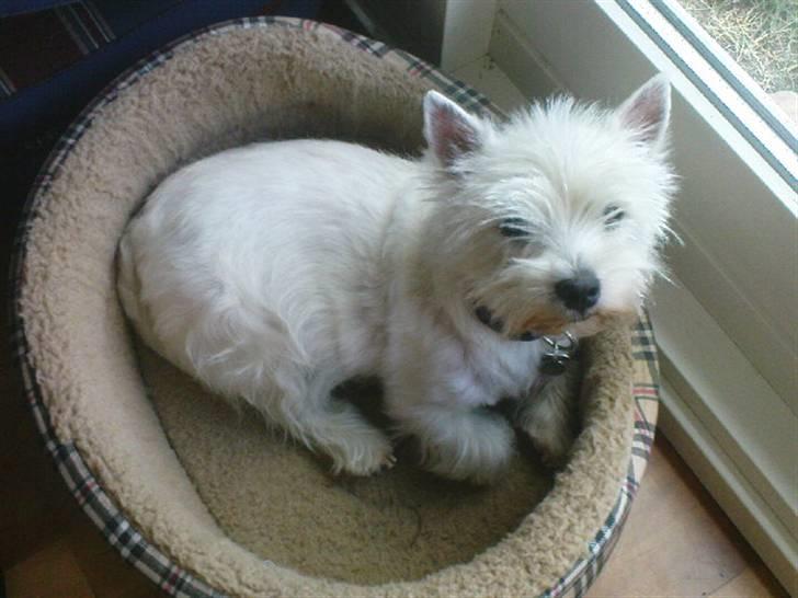 West highland white terrier *Westie White Wilma-Perle - da hun ventede anden kuld hvalpe tror jeg billede 7