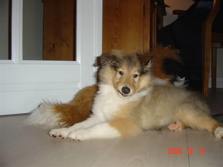 Collie langhåret Richie billede 1