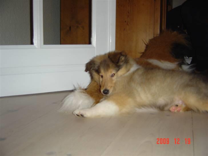 Collie langhåret Richie billede 2