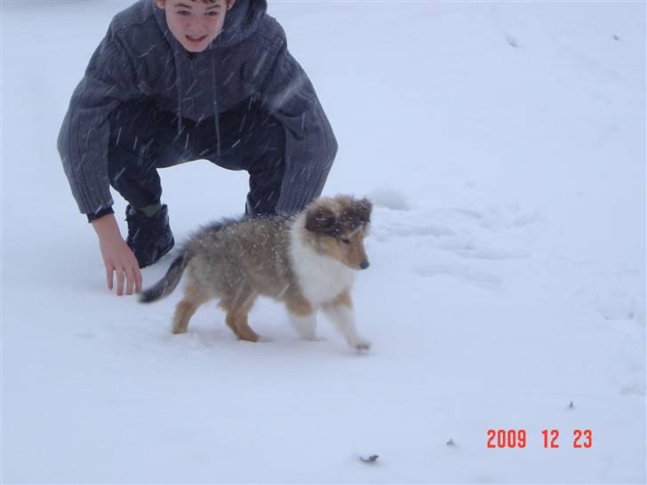 Collie langhåret Richie billede 3