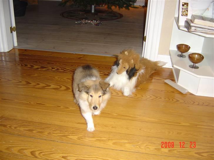 Collie langhåret Richie billede 4