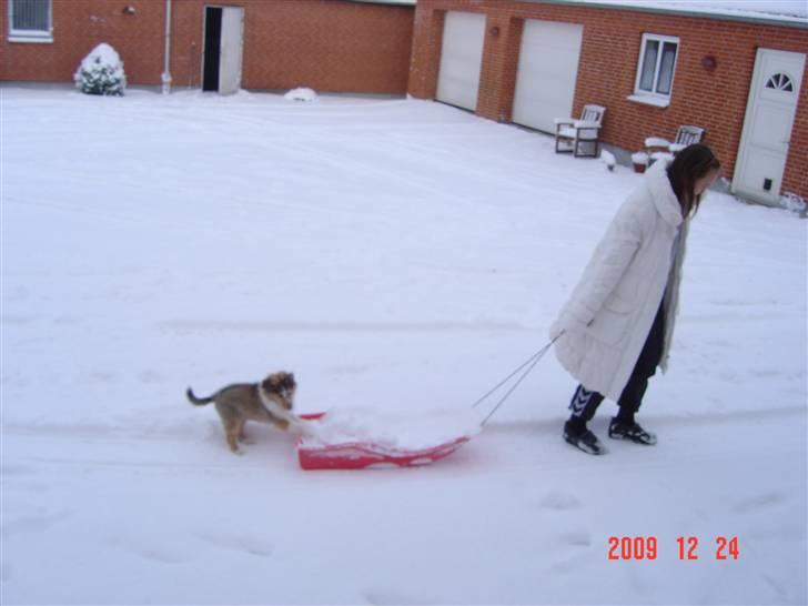 Collie langhåret Richie billede 5