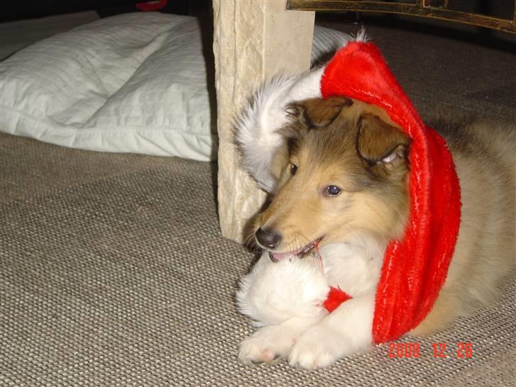 Collie langhåret Richie billede 6