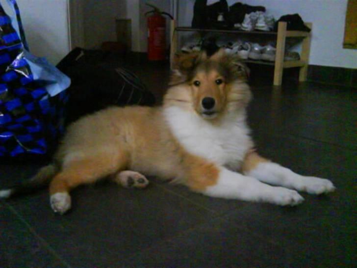 Collie langhåret Richie billede 7