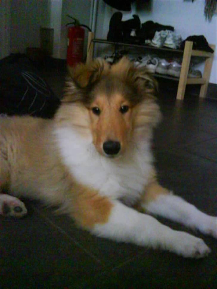 Collie langhåret Richie billede 8