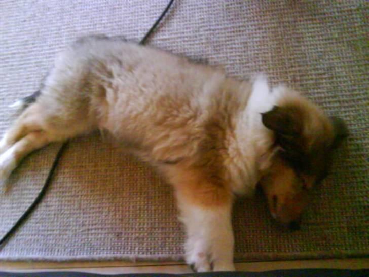 Collie langhåret Richie billede 9