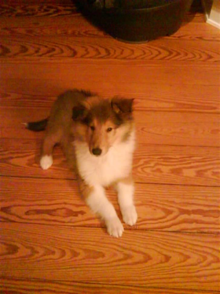 Collie langhåret Richie billede 10