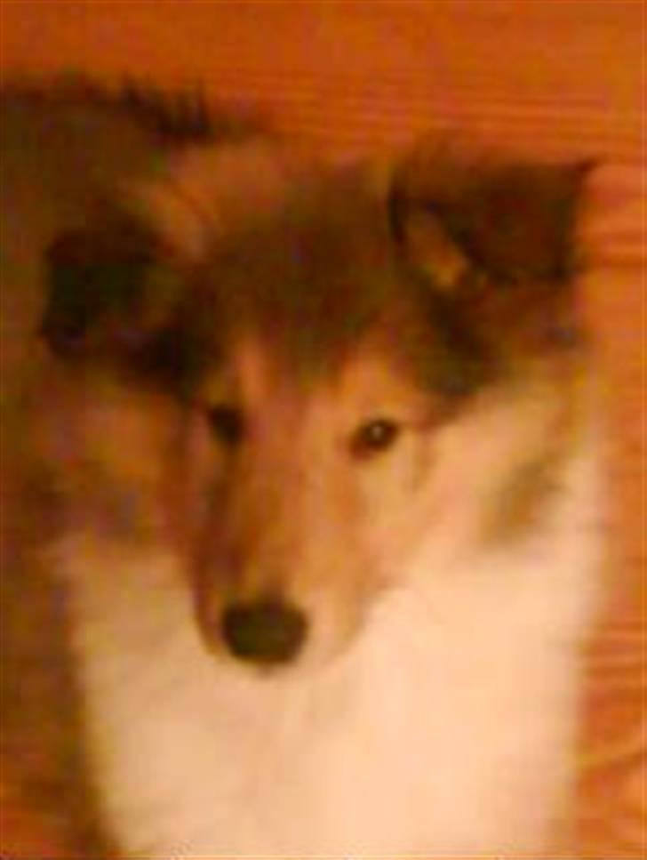 Collie langhåret Richie billede 11