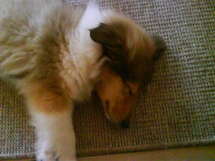 Collie langhåret Richie billede 12