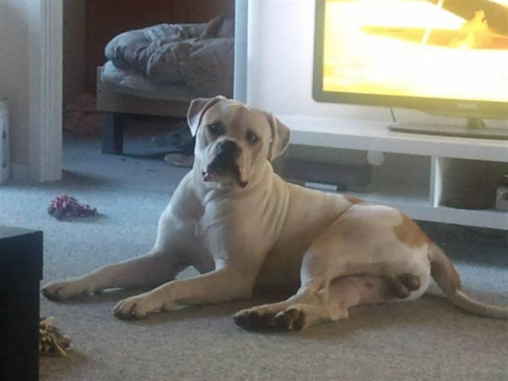 Amerikansk bulldog Balou R.I.P. - Balou 11 mnd, 53 kg. billede 1