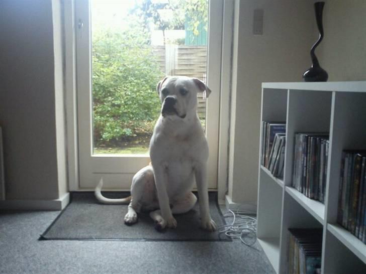 Amerikansk bulldog Balou R.I.P. - 10 mnd billede 2