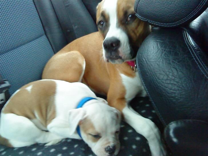 Amerikansk bulldog Balou R.I.P. billede 3