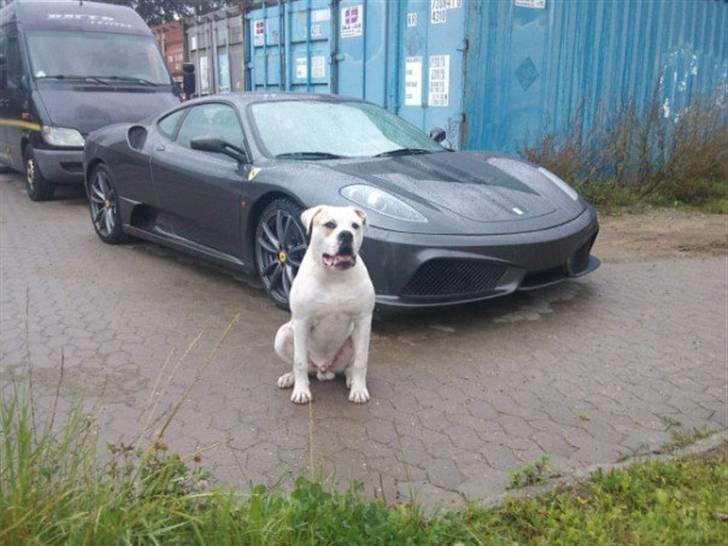 Amerikansk bulldog Balou R.I.P. - udstillingshund ja ja :) billede 4