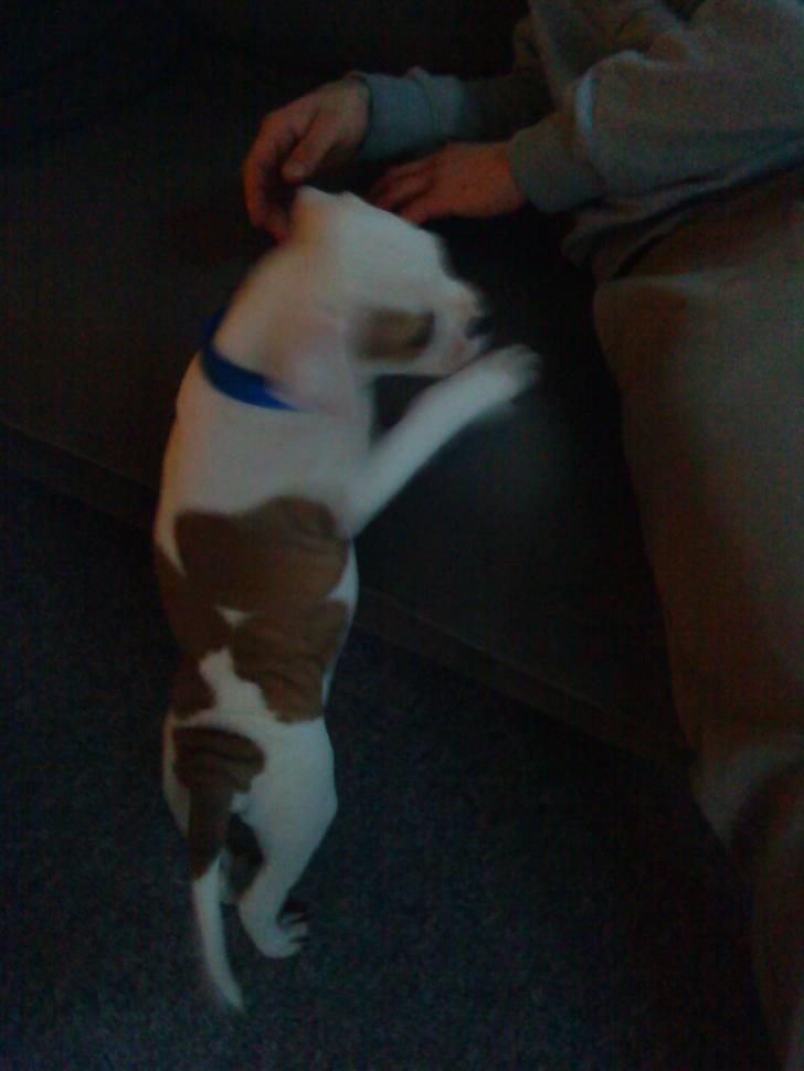 Amerikansk bulldog Balou R.I.P. billede 5