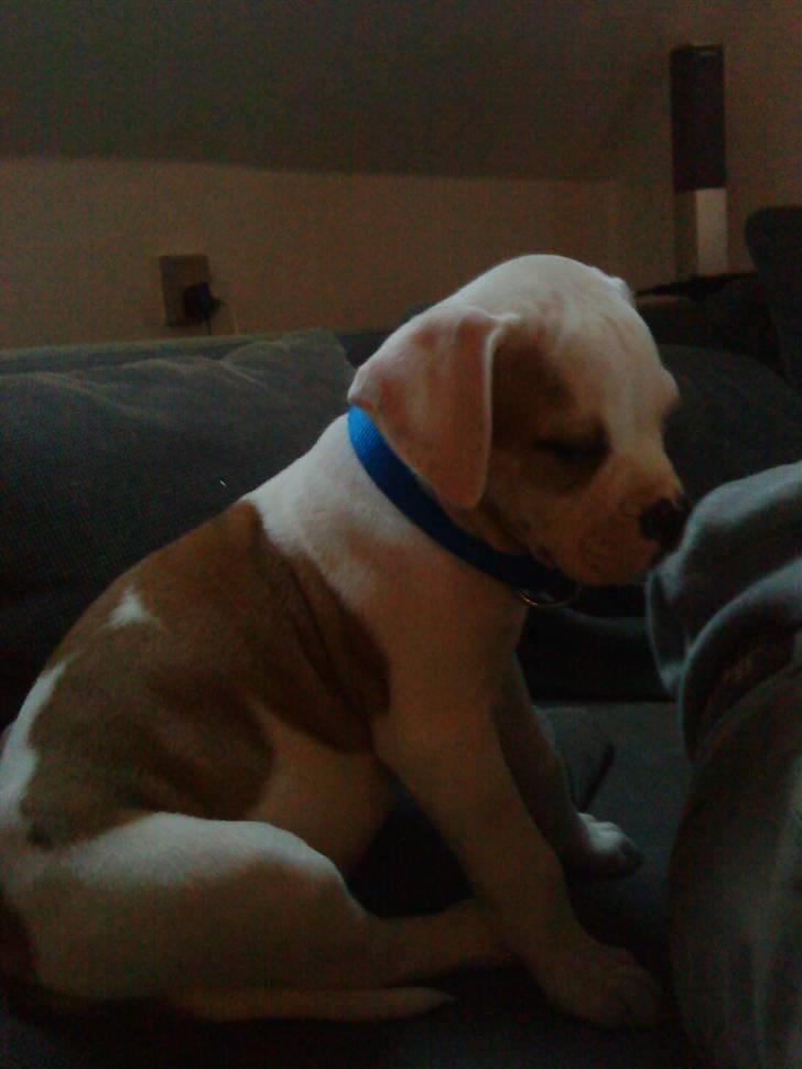 Amerikansk bulldog Balou R.I.P. billede 7