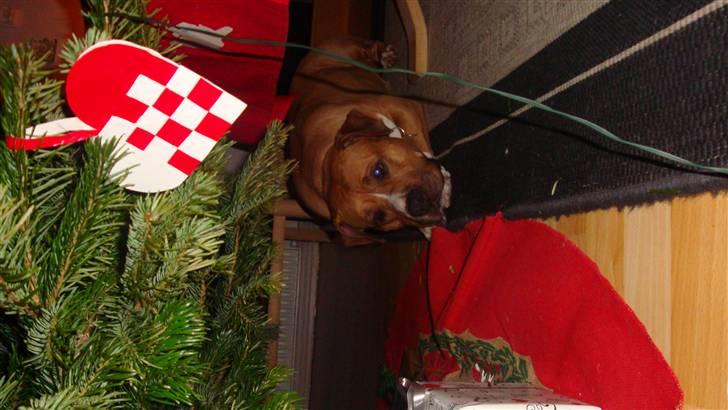 Amerikansk staffordshire terrier lissa r.i.p billede 13