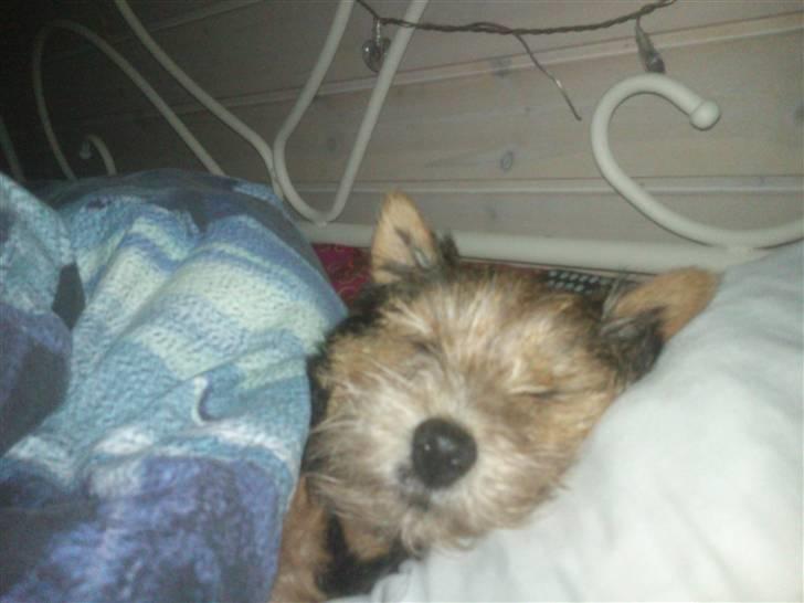 Norwich terrier My - GODNAT! billede 9