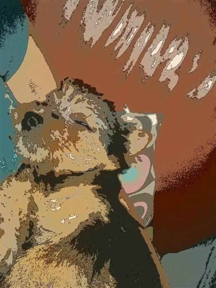 Norwich terrier My billede 10