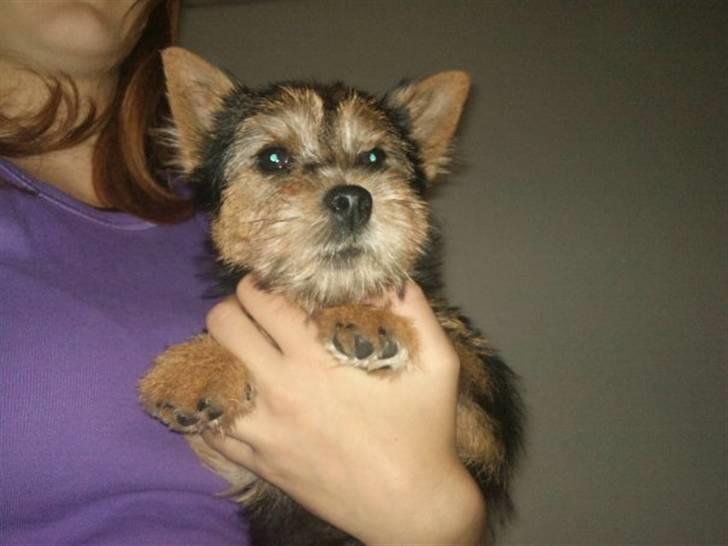 Norwich terrier My billede 11