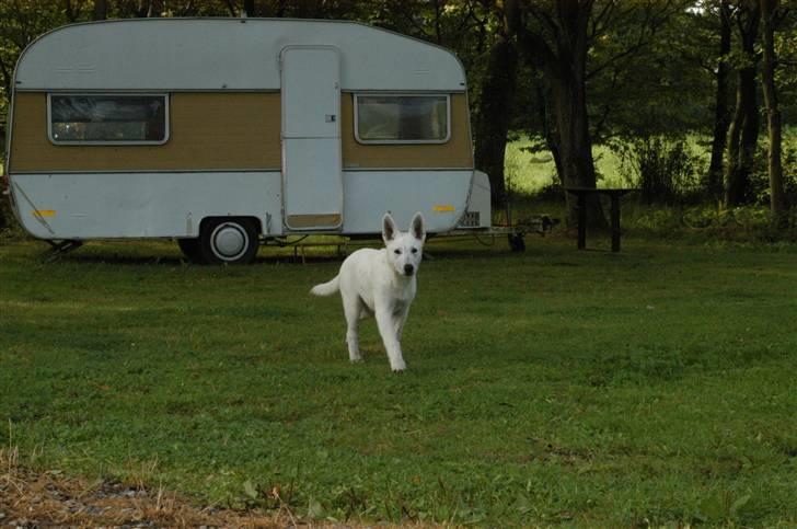 Hvid schæfer Fru.Larsen - wow min moar har skaffet en hundecampingvogn til mine hundevenners ejer os kan overnatte billede 7