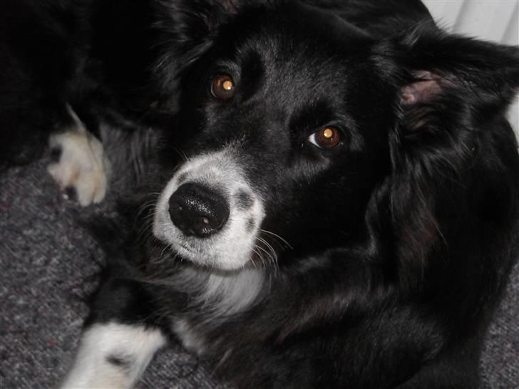 Blanding af racer Sasha - Hej jeg hedder Sasha og er en sød Border Collieblanding   billede 1