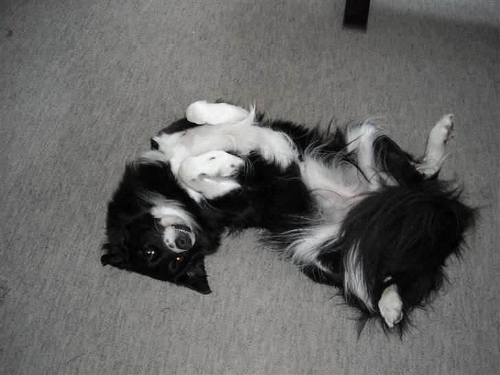 Blanding af racer Sasha - Ja så er jeg klar til at blive nusset på maven billede 2