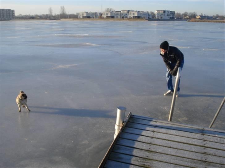 Mops Doffy - På glat is ;) billede 2