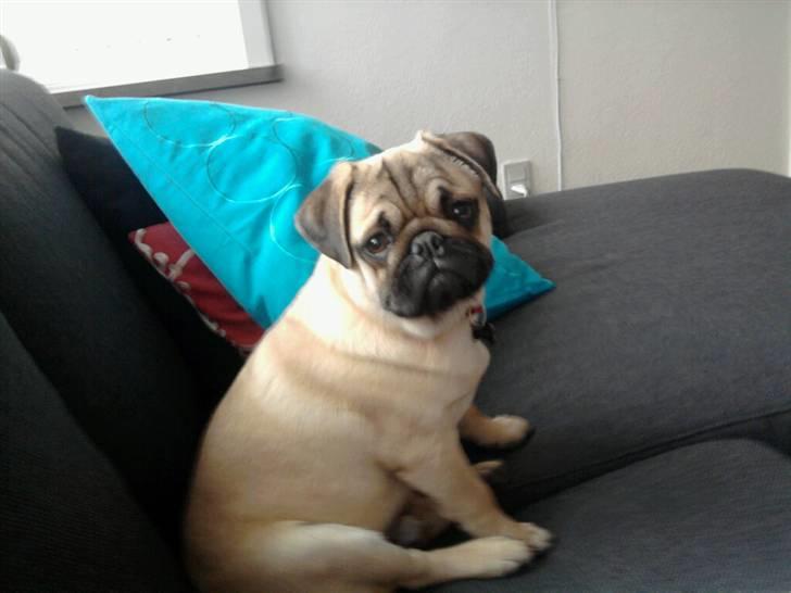 Mops Doffy billede 3