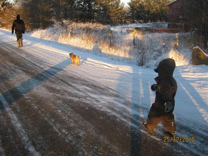Mops Doffy - Så skal der trækkes :) billede 4