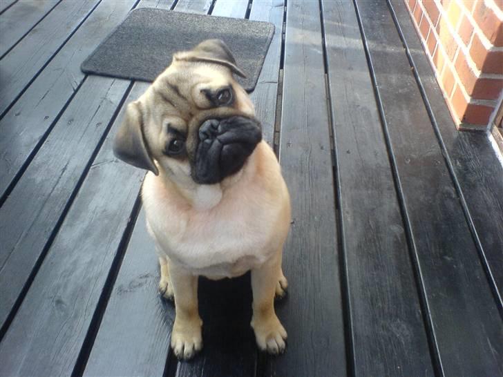 Mops Doffy billede 5