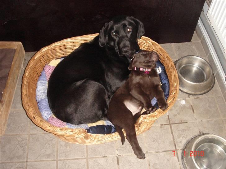 Labrador retriever blackie billede 18