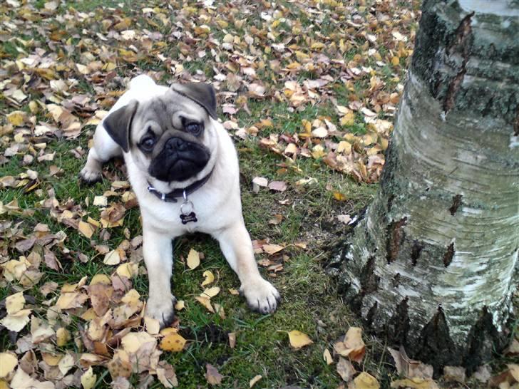 Mops Doffy billede 7