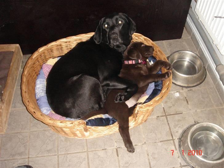 Labrador retriever blackie billede 19