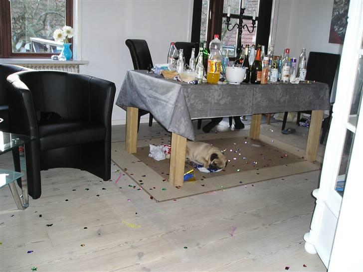 Mops Doffy - Dagen derpå :) billede 8