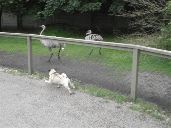 Mops Doffy - Sådan går det når man taber hundesnoren :) billede 9