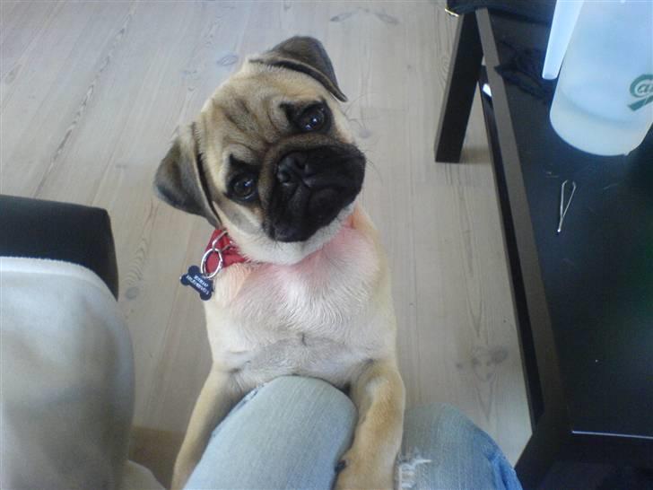 Mops Doffy - Han elsker at få taget billeder ;-) billede 10