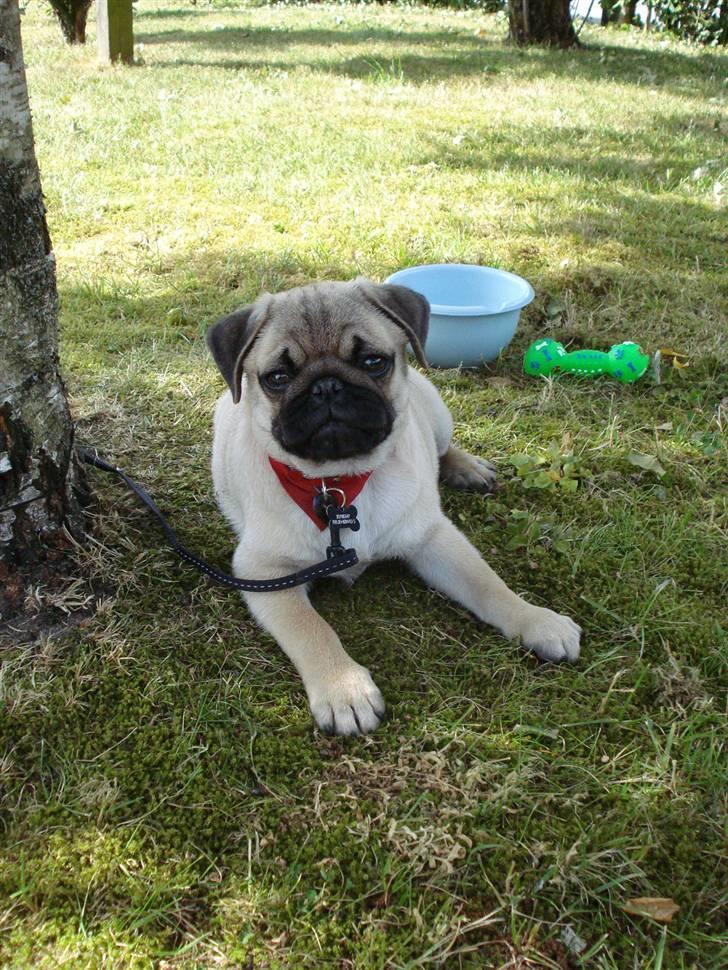 Mops Doffy billede 11