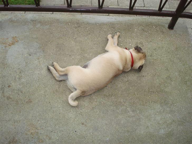 Mops Doffy - En sød og træt hund :-) billede 12