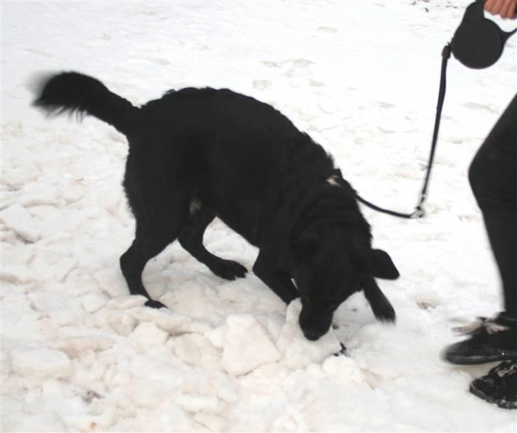 Blanding af racer Nani - Nani i sneen billede 16