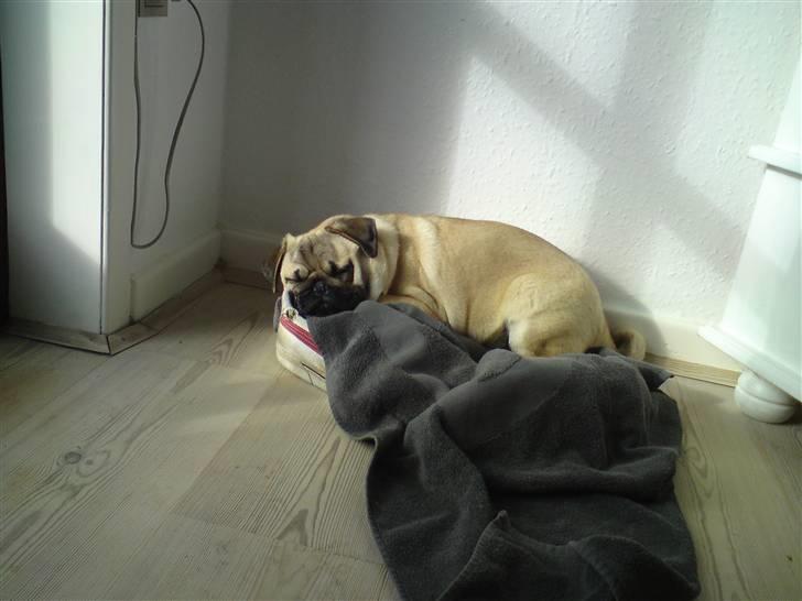 Mops Doffy billede 13