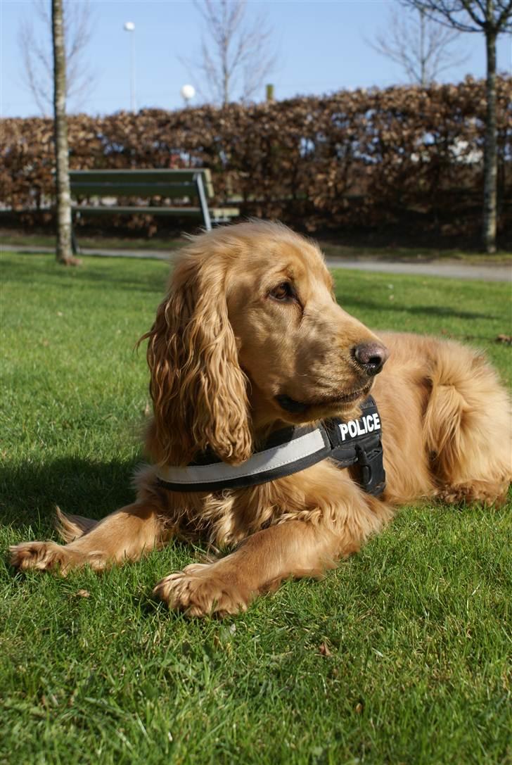 Cocker spaniel Pax - Velkommen til min profil... :)  billede 1