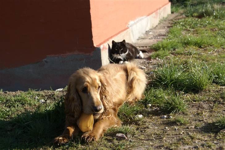 Cocker spaniel Pax - Det er best at holde sig i baggrunden når Pax tygger ben. ;) billede 2