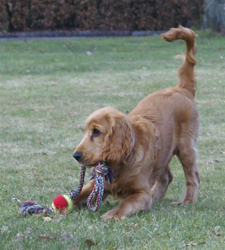 Cocker spaniel Pax billede 3