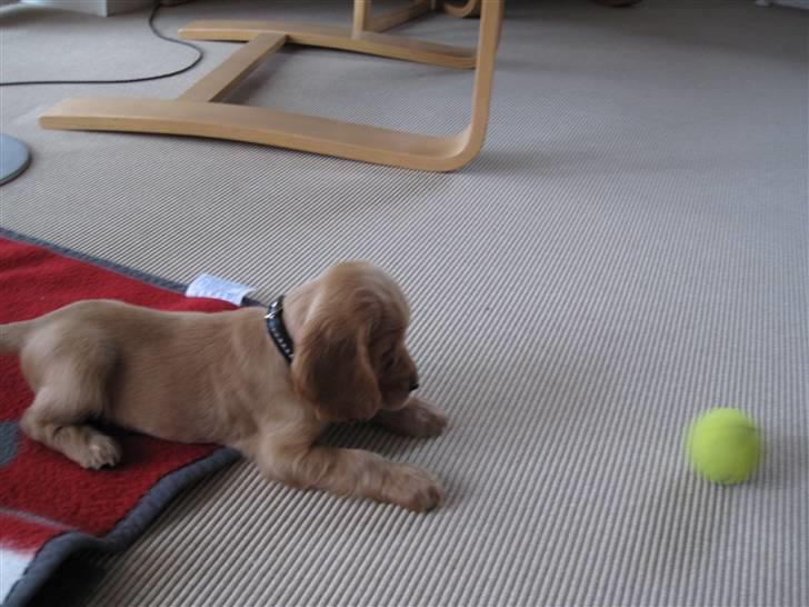 Cocker spaniel Pax billede 4