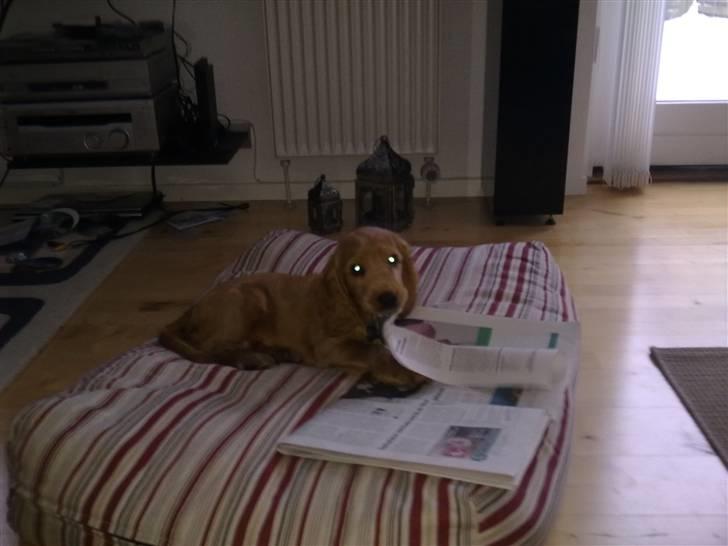 Cocker spaniel Pax billede 5