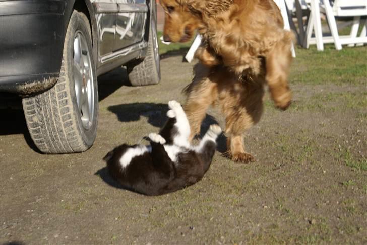 Cocker spaniel Pax - De beste venner der leger.  billede 6