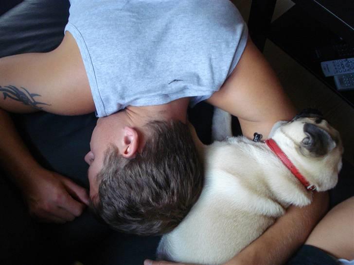 Mops Doffy - Sofa hygge :) billede 14