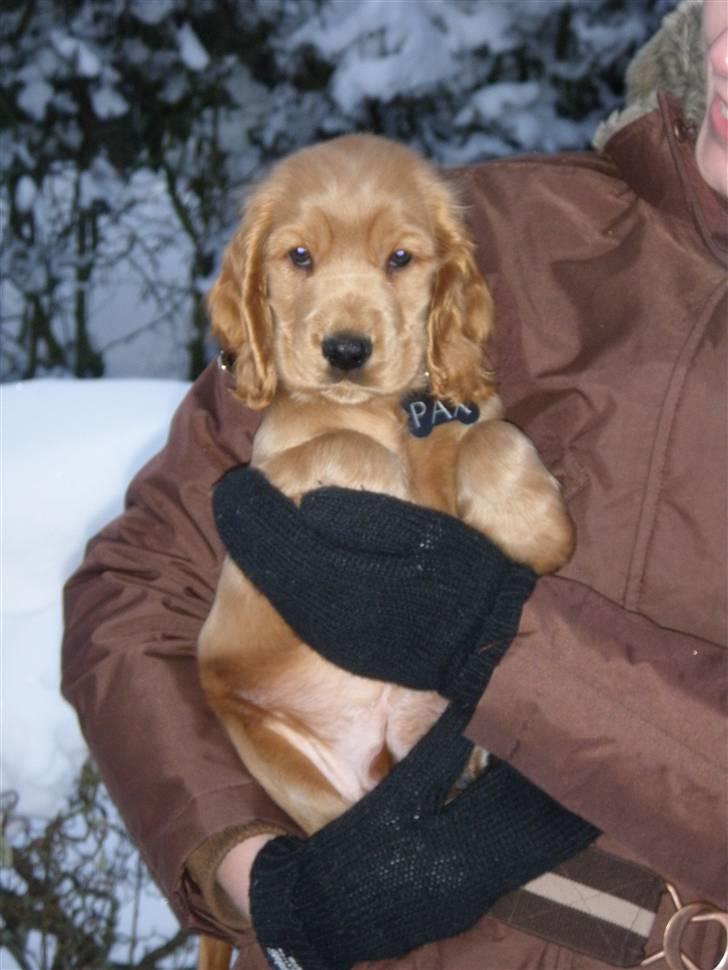 Cocker spaniel Pax billede 7